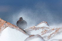 Red Grouse (Lagopus lagopus scoticus) male on rock in swirling spindrift of snow, Scotland, UK, February. Highly commended in the Habitat category of the BWPA (British Wildlife Photography Awards 2016...