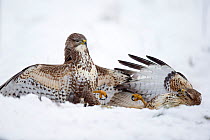 Common buzzards (Buteo buteo) fighting on ground in snow, Scotland. January.  Highly commended in the BWPA (British Wildlife Photography Awards) Competition 2016