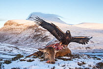 Golden eagle (Aquila chrysaetos) feeding on red deer carcass, Assynt, Scotland. Highly commended in the Habitat category of the BWPA (British Wildlife Photography Awards) 2016.