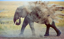 African elephant (Loxodonta africana) female blowing dust over body, Masai Mara, Kenya.