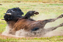 American bison (Bison bison) dust bathing, Grand Canyon National Park,  Arizona, USA, July.