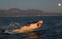 Great white shark (Carcharodon carcharias) breaching, False Bay, Cape Town, South Africa.