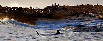 Great white sharks (Carcharodon carcharias) patrolling the edge of Seal Island, False Bay South Africa.