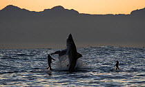 Great white shark (Carcharodon carcharias) breaching whilst attacking seals. Seal Island, False Bay South Africa.