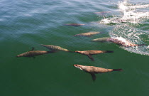 Cape fur seals (Arctocephalus pusillus) trying to confuse shark predators by moving en masse. Near Seal Island, False Bay, South Africa.