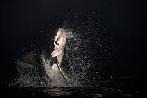 Great white shark (Carcharodon carcharias) breaching to catch seal prey at night. False Bay, Cape Town, South Africa.