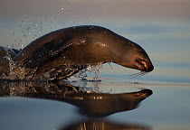 Cape fur seal  (Arctocephalus pusillus) on its way back to Seal Island, South Africa.