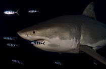 Great white shark (Carcharodon carcharias) with Pilot fish (Naucrates ductor) Guadalupe Island, Mexico. Small repro only.