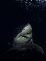 Great white shark (Carcharodon carcharias) breaching, Guadalupe Island, Mexico. Small repro only.
