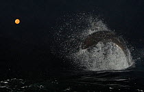 Great white shark (Carcharodon carcharias) breaching at night, with moon behind. False Bay, Cape Town, South Africa. Small repro only.