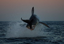 Great white shark (Carcharodon carcharias) breaching to catch seal prey, False Bay, South Africa. Small repro only.