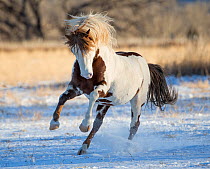RF - Wild pinto Mustang stallion running in snow, Black Hills Wild Horse Sanctuary, South Dakota, USA. January. (This image may be licensed either as rights managed or royalty free.)