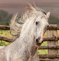 RF - Head portrait of grey Andalusian stallion running in pasture with windswept mane, Southern Spain. April. (This image may be licensed either as rights managed or royalty free.)