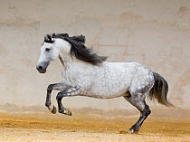 RF - Dapple grey Andalusian stallion running in arena, Northern France, Europe. (This image may be licensed either as rights managed or royalty free.)