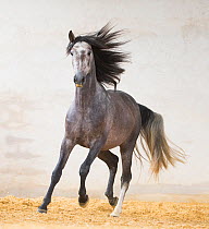 RF - Dapple grey Andalusian stallion running in arena, Northern France, Europe. March. (This image may be licensed either as rights managed or royalty free.)