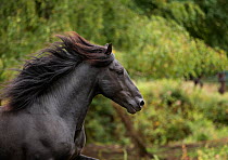 RF - Head portrait of black Merens stallion running in  pasture, Northern France, Europe. February. (This image may be licensed either as rights managed or royalty free.)