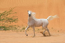 RF - Grey Arabain stallion trotting in desert dunes near Dubai, United Arab Emirates. (This image may be licensed either as rights managed or royalty free.)