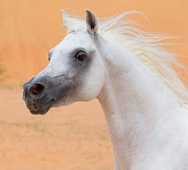 RF - Head portrait of grey Arabian stallion in desert dunes near Dubai, United Arab Emirates. (This image may be licensed either as rights managed or royalty free.)