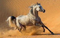 RF - Dapple grey Arabian stallion running in desert dunes near Dubai, United Arab Emirates. (This image may be licensed either as rights managed or royalty free.)