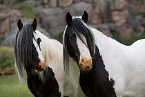 RF - Two Gypsy vanner geldings standing together looking away, Greyrock, Wyoming, USA. June. (This image may be licensed either as rights managed or royalty free.)