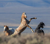 RF - Wild pinto Mustang stallion rearing, White Mountain, Wyoming, USA. August 2014. (This image may be licensed either as rights managed or royalty free.)