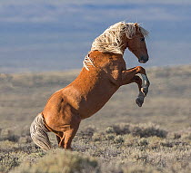 RF - Wild Mustang palomino stallion rearing, White Mountain, Wyoming, USA. August. (This image may be licensed either as rights managed or royalty free.)