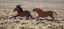 RF - Wild palomino Mustang stallion chasing bay bachelor away from his family, White Mountain, Wyoming, USA. August. (This image may be licensed either as rights managed or royalty free.)
