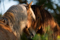 RF - Two wild Mustang stallions meeting in trees, Carrott Island, South Carolina, USA. (This image may be licensed either as rights managed or royalty free.)