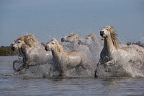 RF - Seven white Camargue horses running through water, Camargue, France, Europe. May 2014. (This image may be licensed either as rights managed or royalty free.)