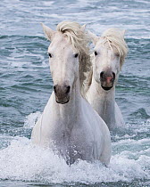 RF - Two Camargue horses coming in from the sea, Camargue, France, Europe. May. (This image may be licensed either as rights managed or royalty free.)