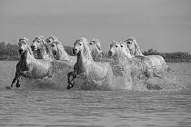 RF - Nine white Camargue horses running through water, Camargue, France, Europe. May. (This image may be licensed either as rights managed or royalty free.)