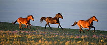 RF - Three wild Mustang horses running in pasture, Pryor Mountains, Montana, USA. June. (This image may be licensed either as rights managed or royalty free.)