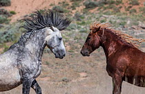 RF - Two wild Mustang stallions face each other, one grey one sorral in McCullough Peaks Herd Area, Wyoming, USA. June. (This image may be licensed either as rights managed or royalty free.)