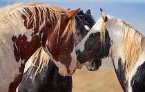 RF - Three wild Mustang bachelor stallions, head portrait of two pinto and one black meeting at waterhole, McCullough Peaks, Wyoming, USA. June. (This image may be licensed either as rights managed or...