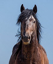 RF - Head portrait of young wild grey Mustang stallion in Adobe Town, Wyoming, USA. (This image may be licensed either as rights managed or royalty free.)