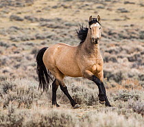 RF - Wild dun Mustang stallion running in Adobe Town, Wyoming, USA. October. (This image may be licensed either as rights managed or royalty free.)