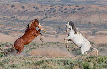 RF - Two wild Mustang stallions, a sorrela and grey, fighting in Adobe Town, Wyoming, USA. June 2013. (This image may be licensed either as rights managed or royalty free.)