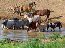 RF - Wild Mustang stallion and family at waterhole in Sand Wash Basin, Colorado, USA. June. (This image may be licensed either as rights managed or royalty free.)