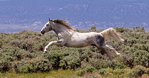 RF - Wild faded pinto Mustang stallion leaping through air in pursuit of another stallion, Sand Wash Basin, Colorado, USA. June. (This image may be licensed either as rights managed or royalty free.)