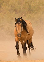 RF - Wild buckskin Mustang stallion walking towards waterhole on dusty dry summer day, Sand Wash Basin, Colorado, USA. August. (This image may be licensed either as rights managed or royalty free.)
