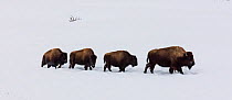 RF - Four Bison (Bison bison) walking in a line through winter snow, Yellowstone, USA. January. (This image may be licensed either as rights managed or royalty free.)