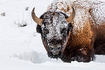 RF - Bison (Bison bison) standing in winter, covered in snow, Yellowstone, USA. January. (This image may be licensed either as rights managed or royalty free.)
