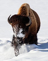 RF - Bison (Bison bison) walking in winter snow, Yellowstone, USA. January. (This image may be licensed either as rights managed or royalty free.)