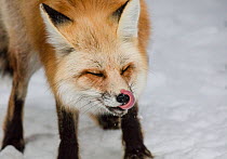 RF - Head portrait of Red fox (Vulpes vulpes) licking lips in winter snow, Yellowstone, USA. January. (This image may be licensed either as rights managed or royalty free.)