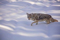 RF - Coyote (Canis latrans) walking in winter snow, Yellowstone, USA. January. (This image may be licensed either as rights managed or royalty free.)