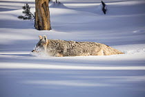 RF - Coyote (Canis latrans) walking though deep winter snow, Yellowstone, USA. January. (This image may be licensed either as rights managed or royalty free.)