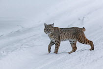 RF - Bobcat (Lynx rufus) pausing in winter snow, Yellowstone, USA. January. (This image may be licensed either as rights managed or royalty free.)