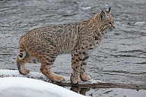 RF - Bobcat (Lynx rufus) pausing on snowy river bank, Yellowstone, USA. January. (This image may be licensed either as rights managed or royalty free.)