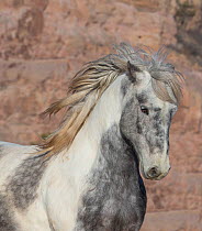 RF - Head portrait of wild Mustang stallion tossing his mane while running, Black Hills Wild Horse Sanctuary, South Dakota, USA. February. (This image may be licensed either as rights managed or royal...