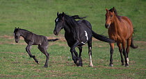 RF - Wild  black Mustang filly leaping as pinto Mustang mother and friend follow, Black Hills Wild Horse Sanctuary, South Dakota, USA. June. (This image may be licensed either as rights managed or roy...